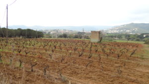 camp de vinyes de Calonge