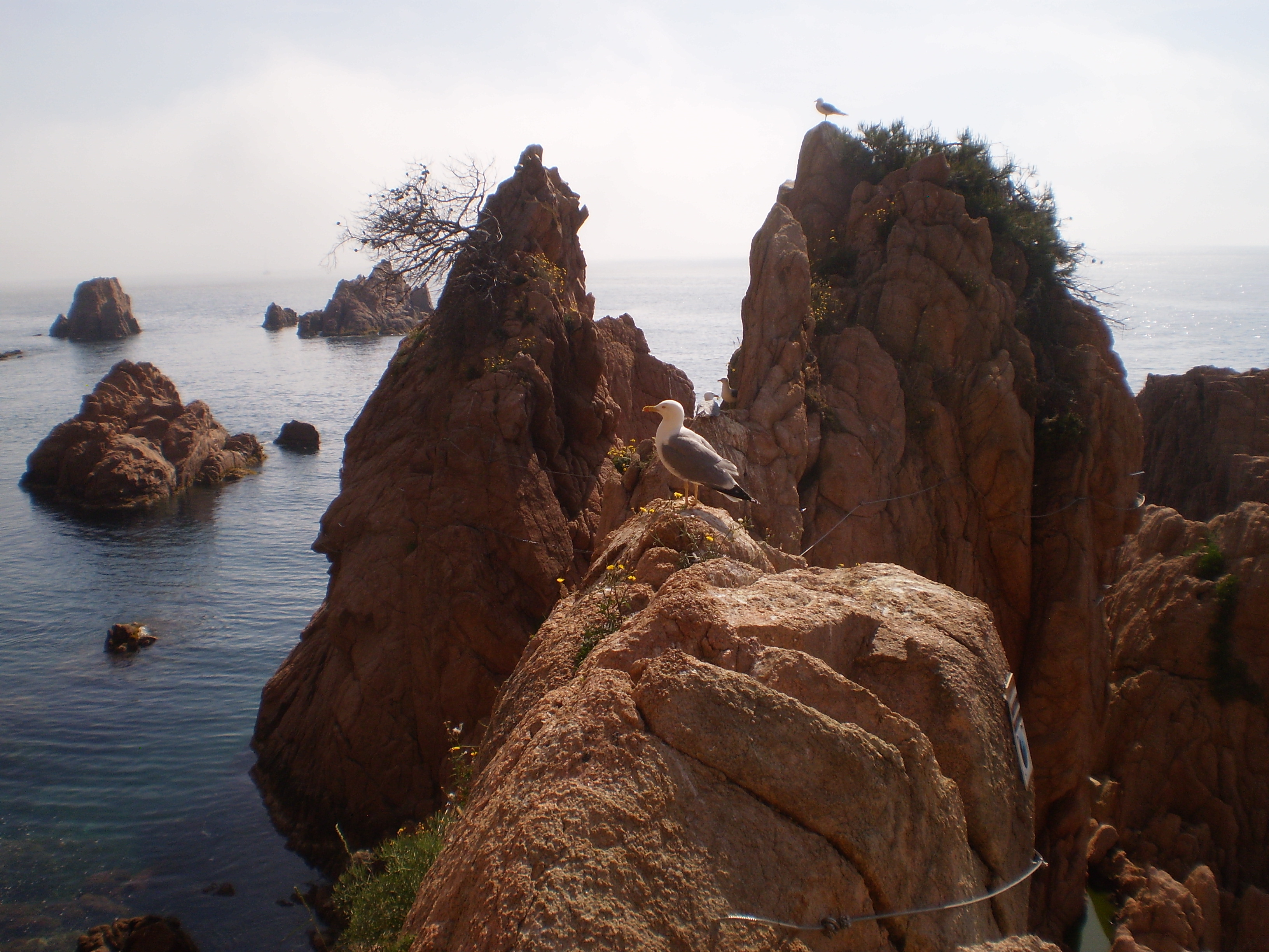 via ferrada. Tres grans roques per escalar al mig del mar i una gavina al mig de les roques