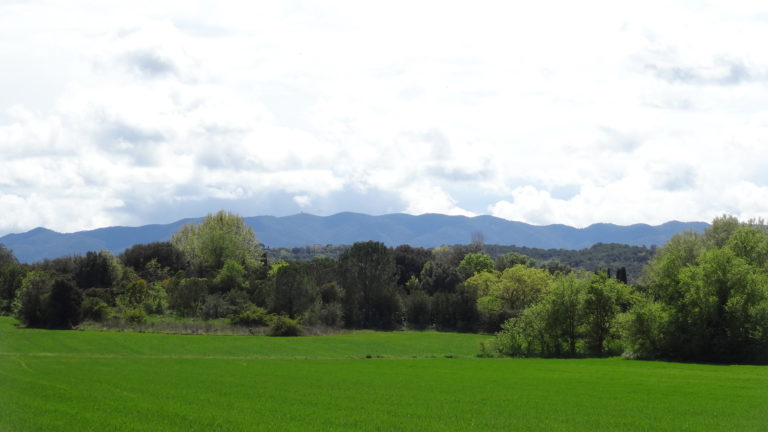 vista des del bosc del Montgrí