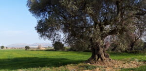 paisatge típic empordanès, paisatge verd amb turonets. Llabià.