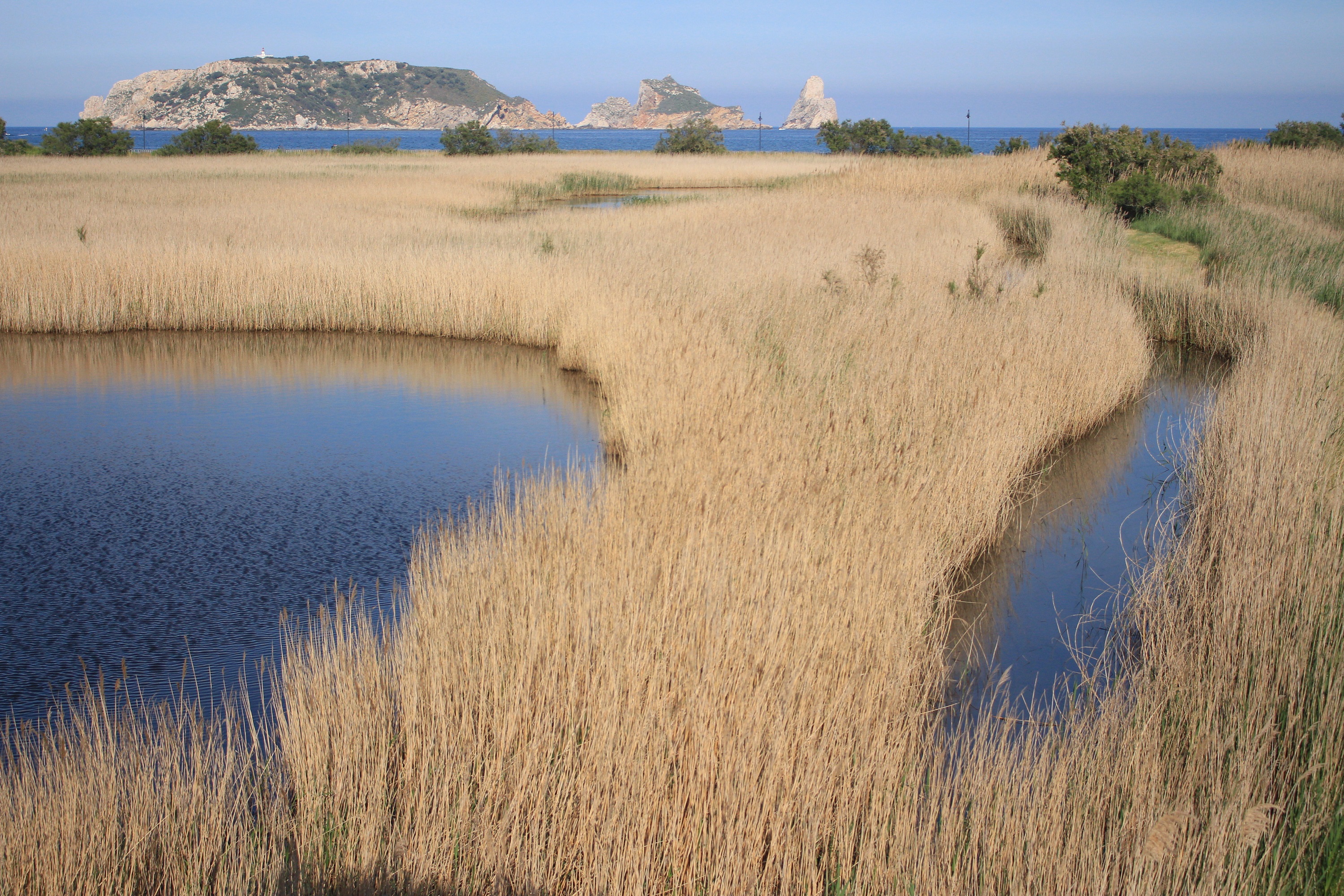 Parc Natural del Montgrí, les illes medes i el baix ter. Al fons de la imatge les illes medes i a primer pla aigua i vegetació en mig de l'aigua