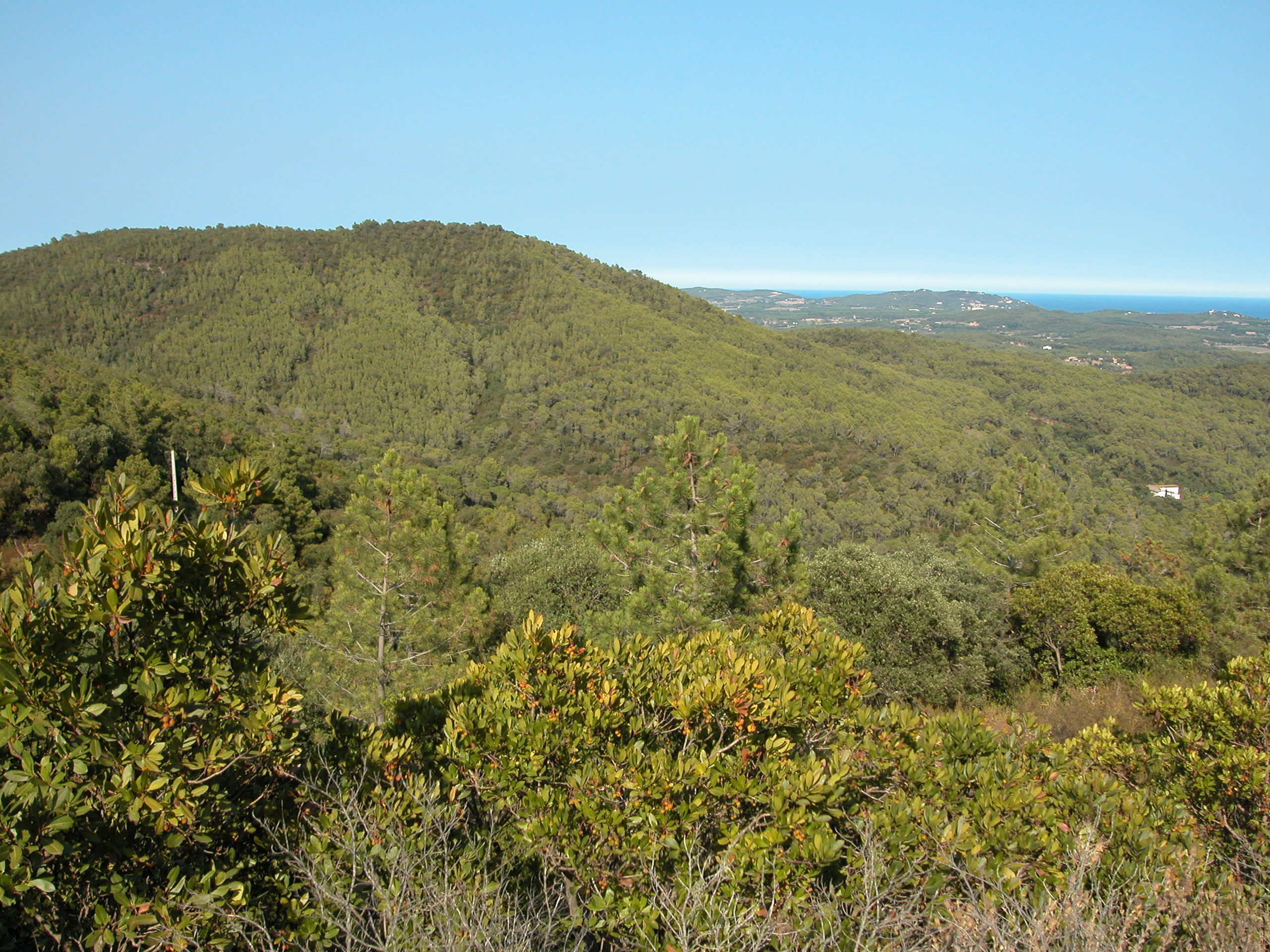 Les Gavarres. Muntanya verda